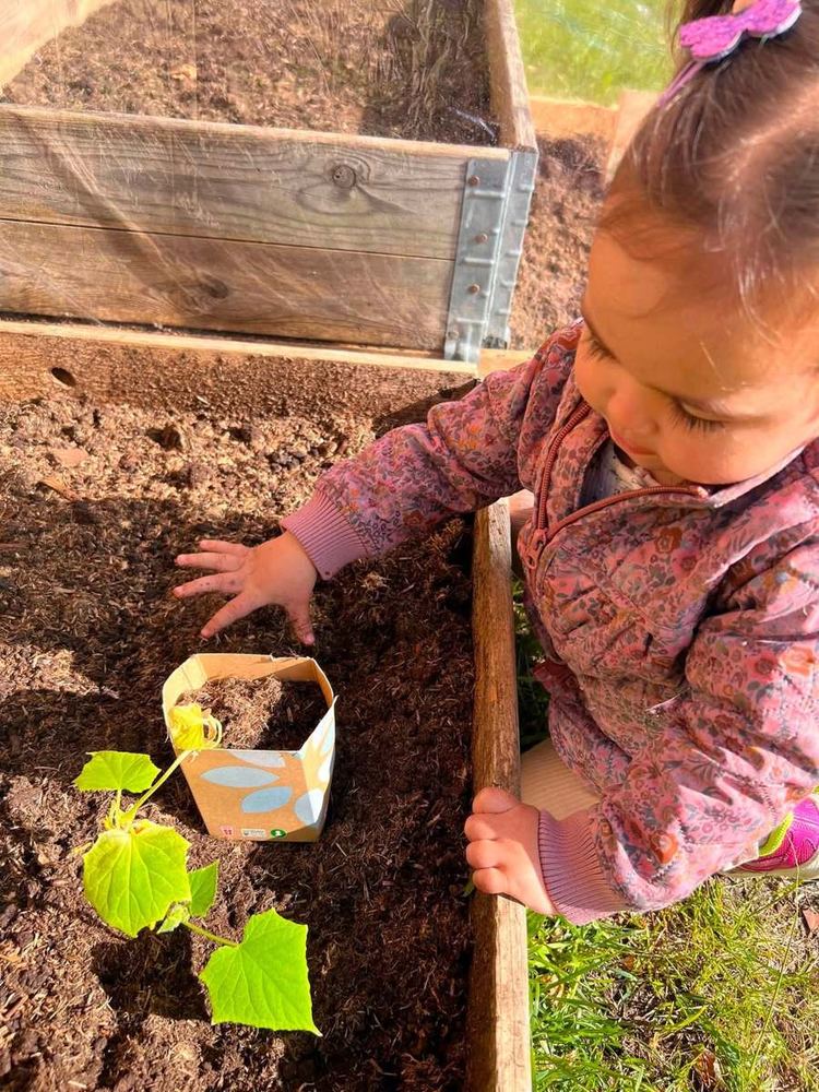 Barn planter en agurkeplante i højbed