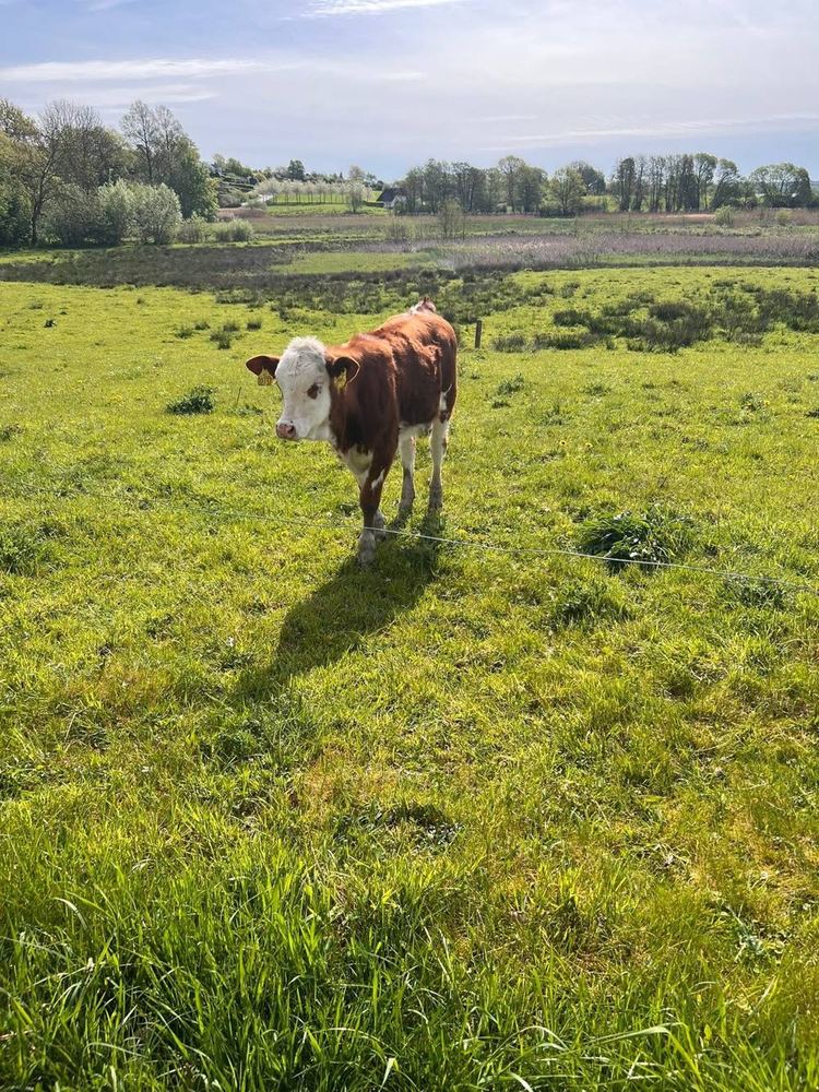 Besøg på marken